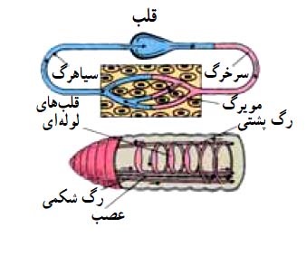 متن جایگزین