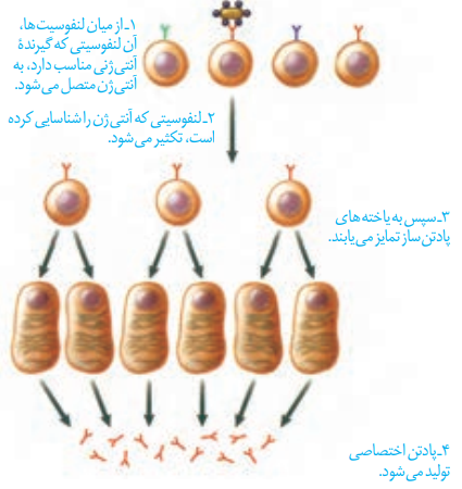 متن جایگزین