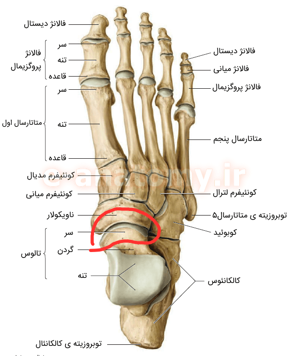 اناتومی